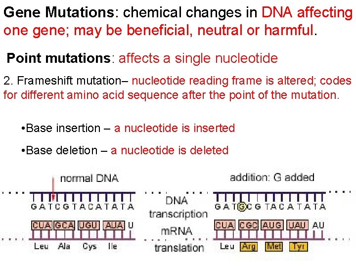 Gene Mutations: chemical changes in DNA affecting one gene; may be beneficial, neutral or