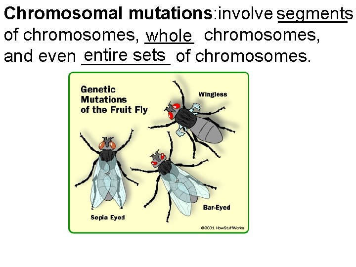 Chromosomal mutations: involve _______ segments of chromosomes, _____ chromosomes, whole entire sets and even
