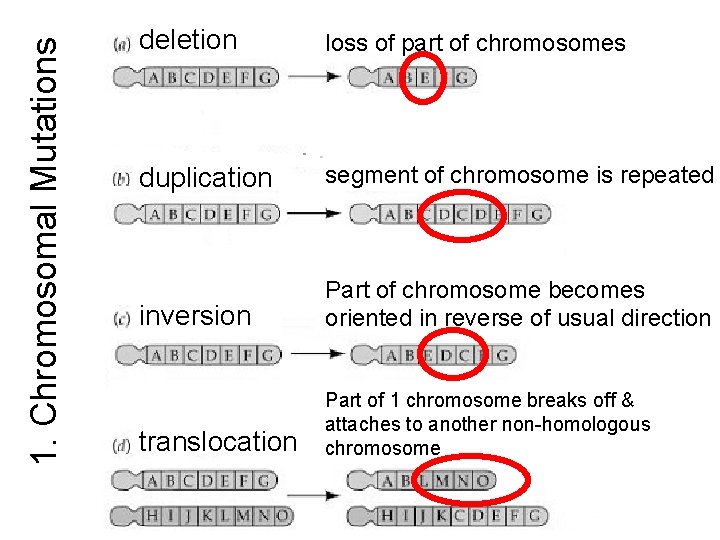 1. Chromosomal Mutations deletion loss of part of chromosomes duplication segment of chromosome is