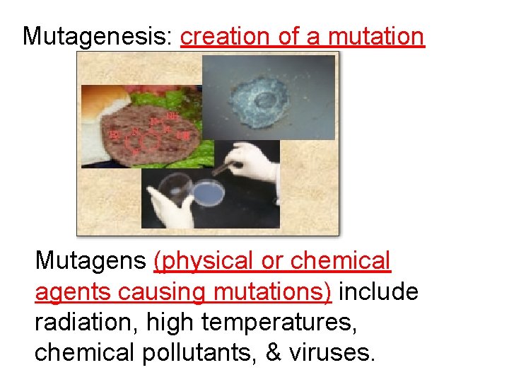 Mutagenesis: creation of a mutation Mutagens (physical or chemical agents causing mutations) include radiation,