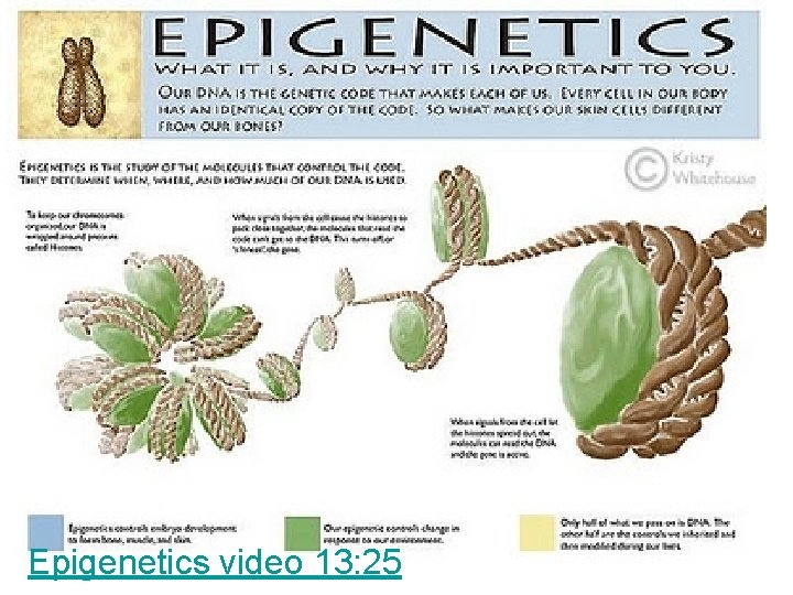 Epigenetics video 13: 25 