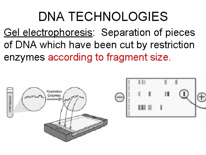 DNA TECHNOLOGIES Gel electrophoresis: Separation of pieces of DNA which have been cut by