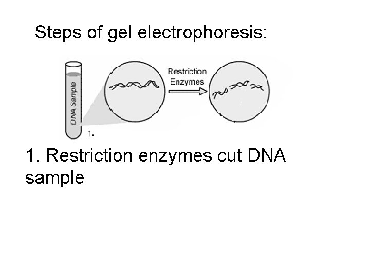 Steps of gel electrophoresis: 1. Restriction enzymes cut DNA sample 