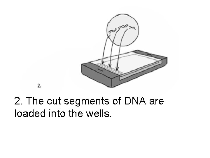 2. The cut segments of DNA are loaded into the wells. 