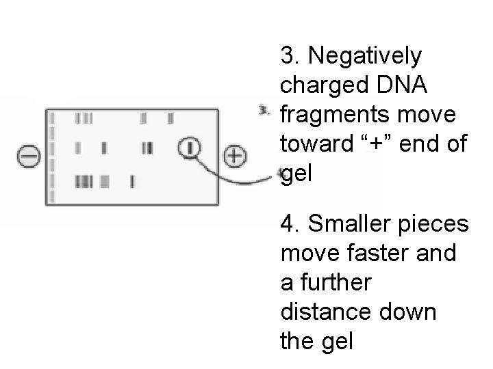 3. Negatively charged DNA fragments move toward “+” end of gel 4. Smaller pieces