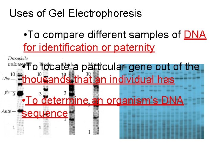Uses of Gel Electrophoresis • To compare different samples of DNA for identification or