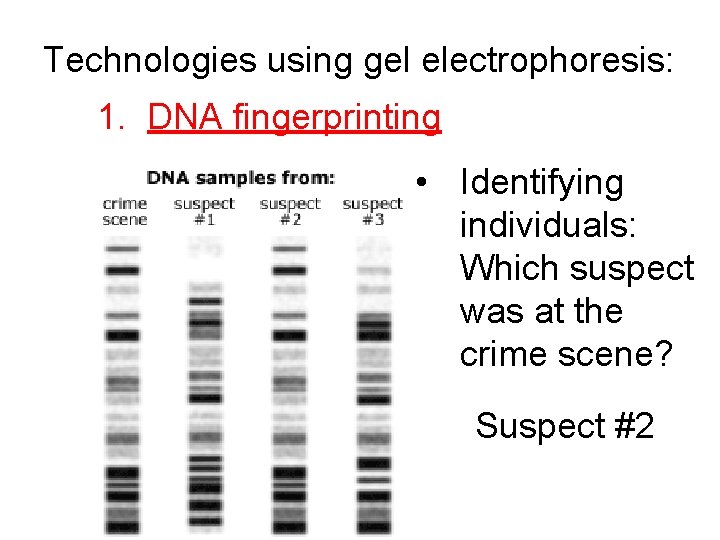 Technologies using gel electrophoresis: 1. DNA fingerprinting • Identifying individuals: Which suspect was at