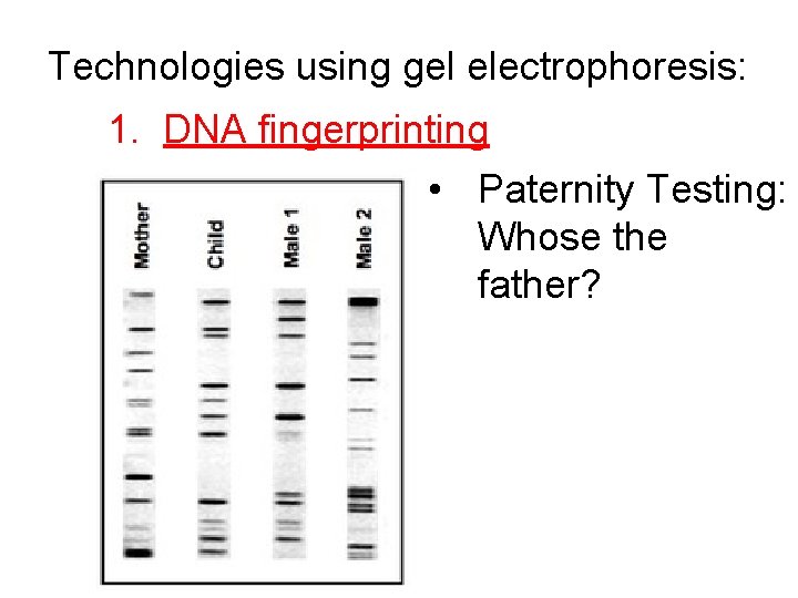 Technologies using gel electrophoresis: 1. DNA fingerprinting • Paternity Testing: Whose the father? 