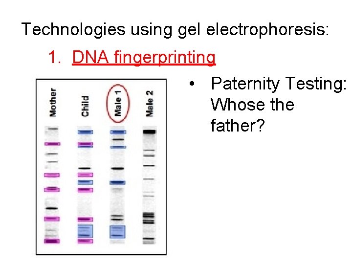 Technologies using gel electrophoresis: 1. DNA fingerprinting • Paternity Testing: Whose the father? 