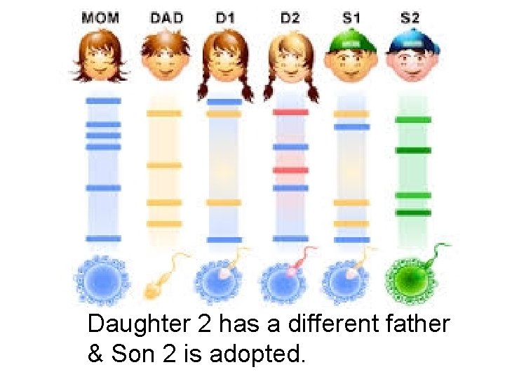 Daughter 2 has a different father & Son 2 is adopted. 