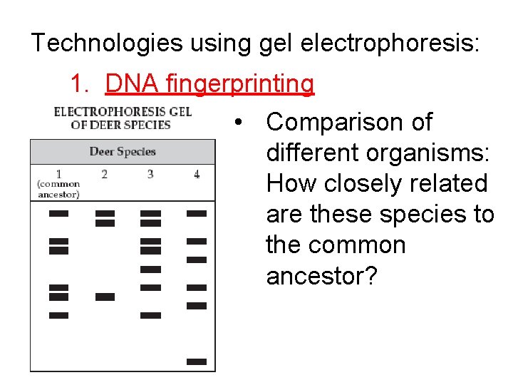 Technologies using gel electrophoresis: 1. DNA fingerprinting • Comparison of different organisms: How closely
