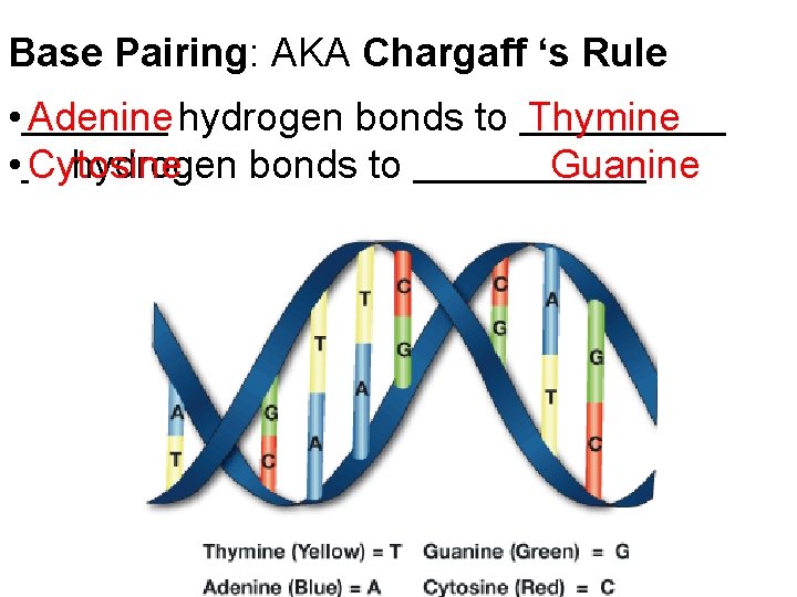 Base Pairing: AKA Chargaff ‘s Rule • Adenine hydrogen bonds to Thymine • Cytosine