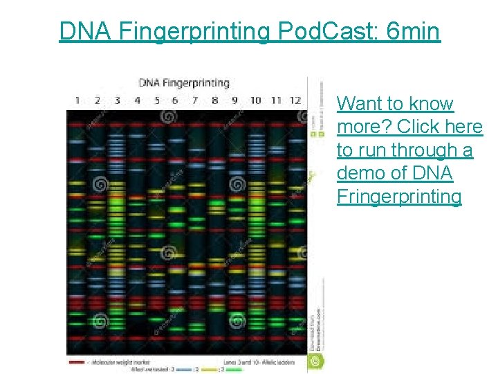 DNA Fingerprinting Pod. Cast: 6 min Want to know more? Click here to run