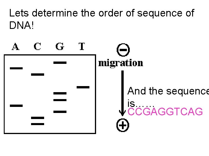 Lets determine the order of sequence of DNA! And the sequence is…… CCGAGGTCAG 