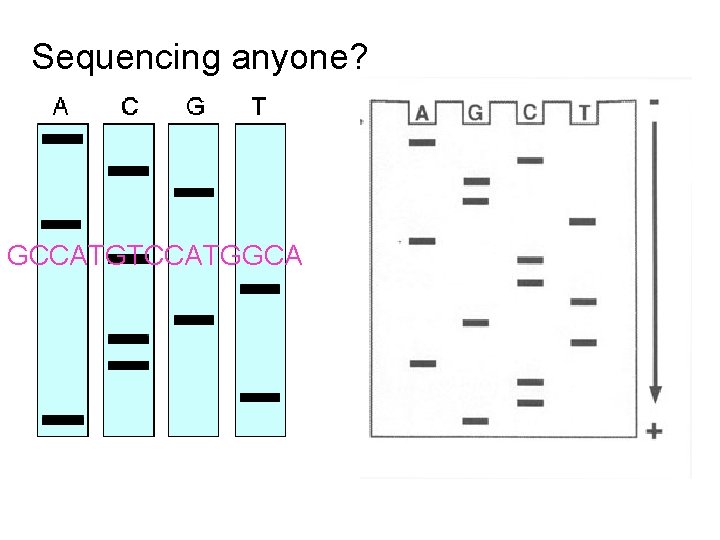 Sequencing anyone? GCCATGTCCATGGCA ATCCGTCAGCA 