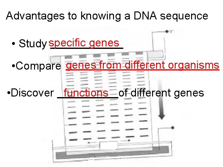 Advantages to knowing a DNA sequence • Study specific genes • Compare genes from