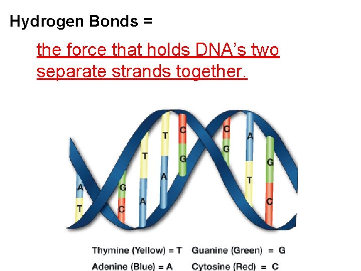 Hydrogen Bonds = the force that holds DNA’s two separate strands together. 