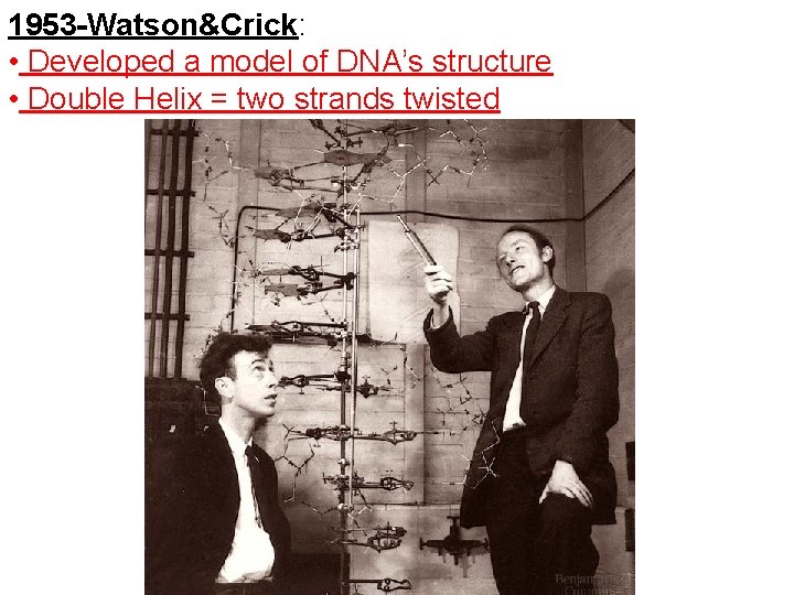 1953 -Watson&Crick: • Developed a model of DNA’s structure • Double Helix = two