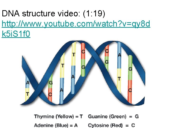 DNA structure video: (1: 19) http: //www. youtube. com/watch? v=qy 8 d k 5