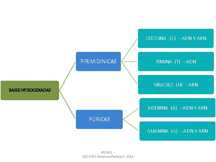 CITOSINA (C) --ADN Y ARN PIRIMIDÍNICAS TIMINA (T) --ADN URACILO (U) --ARN BASES NITROGENADAS