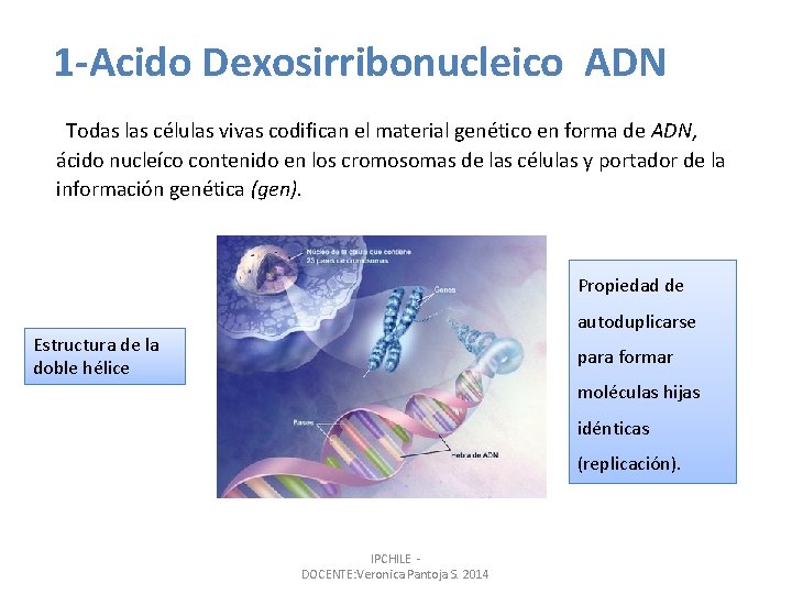 1 -Acido Dexosirribonucleico ADN Todas las células vivas codifican el material genético en forma