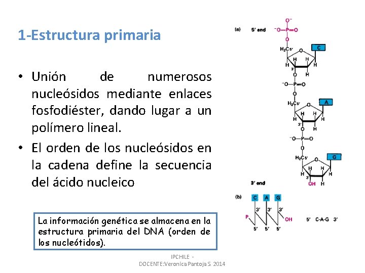 1 -Estructura primaria • Unión de numerosos nucleósidos mediante enlaces fosfodiéster, dando lugar a