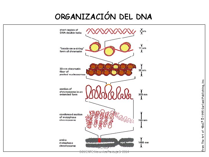 ORGANIZACIÓN DEL DNA IPCHILE - DOCENTE: Veronica Pantoja S. 2014 