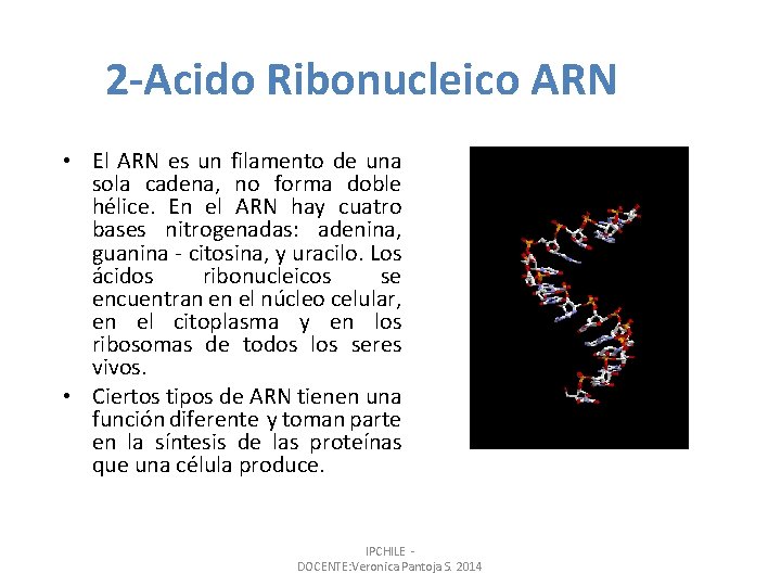 2 -Acido Ribonucleico ARN • El ARN es un filamento de una sola cadena,