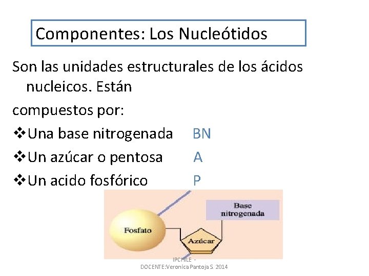 Componentes: Los Nucleótidos Son las unidades estructurales de los ácidos nucleicos. Están compuestos por: