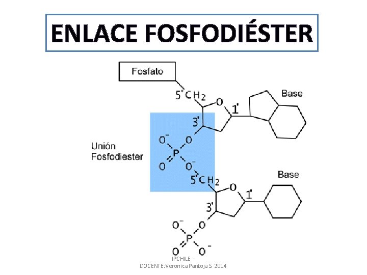 ENLACE FOSFODIÉSTER IPCHILE - DOCENTE: Veronica Pantoja S. 2014 