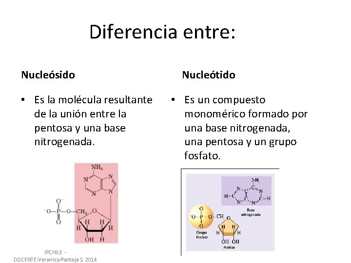 Diferencia entre: Nucleósido • Es la molécula resultante de la unión entre la pentosa