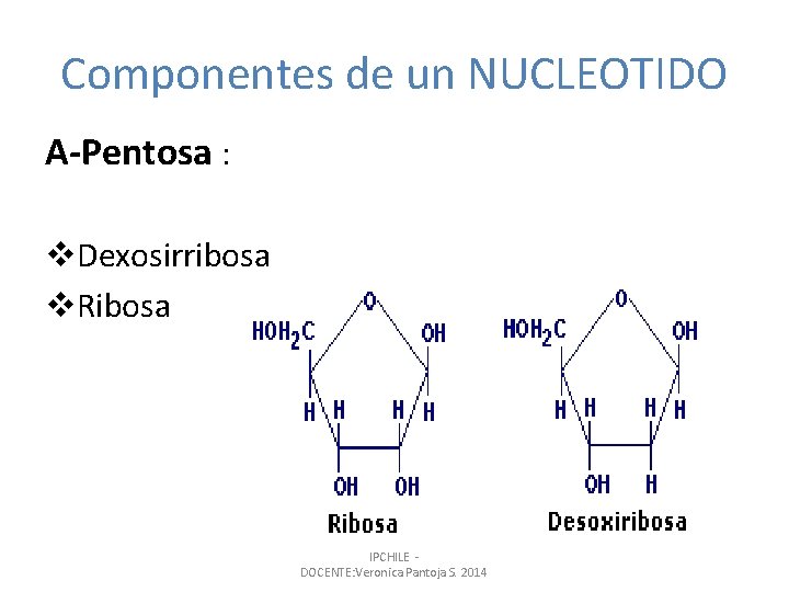 Componentes de un NUCLEOTIDO A-Pentosa : v. Dexosirribosa v. Ribosa IPCHILE - DOCENTE: Veronica