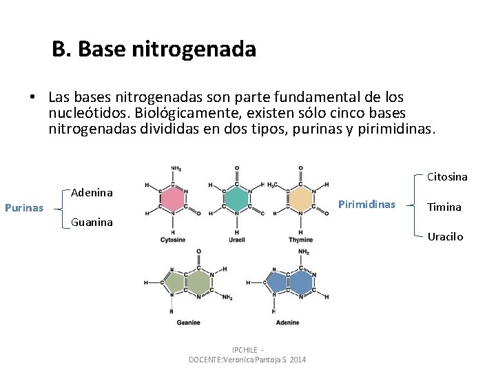 B. Base nitrogenada • Las bases nitrogenadas son parte fundamental de los nucleótidos. Biológicamente,