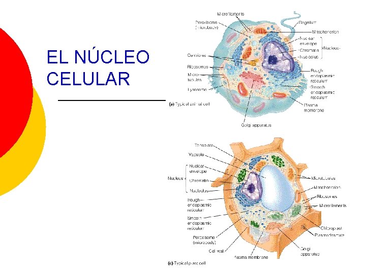 EL NÚCLEO CELULAR 
