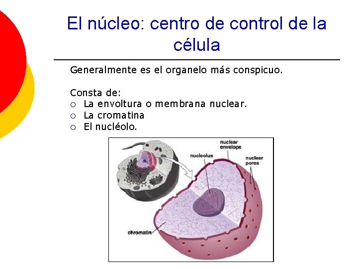 El núcleo: centro de control de la célula Generalmente es el organelo más conspicuo.