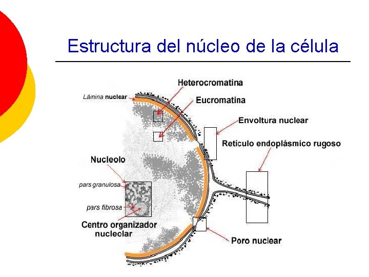 Estructura del núcleo de la célula 