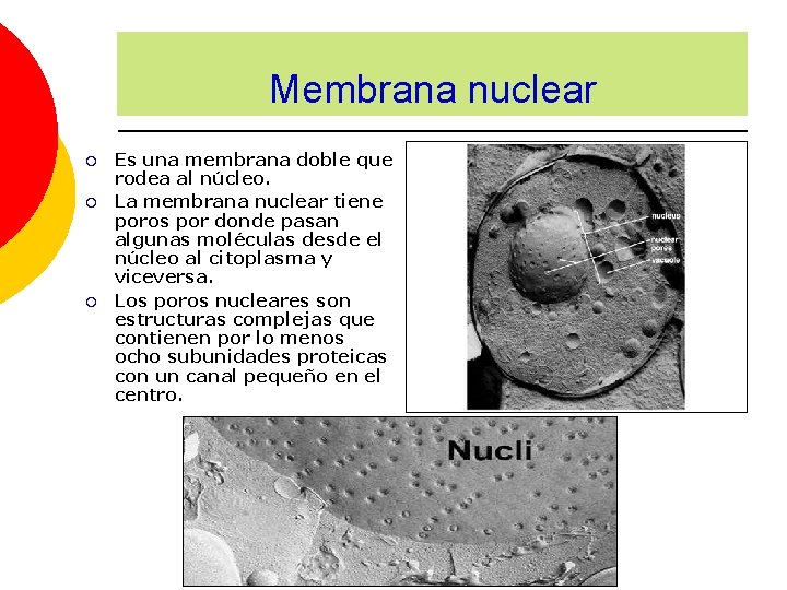 Membrana nuclear ¡ ¡ ¡ Es una membrana doble que rodea al núcleo. La
