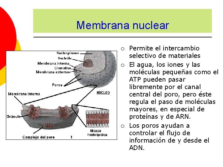 Membrana nuclear ¡ ¡ ¡ Permite el intercambio selectivo de materiales El agua, los