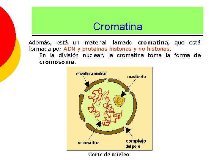 Cromatina Además, está un material llamado cromatina, que está formada por ADN y proteinas