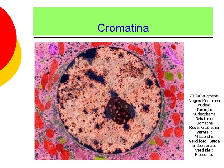 Cromatina 20. 740 augments Negre: Membrana nuclear Taronja: Nucleoplasma Gris fosc: Cromatina Rosa: Citoplasma