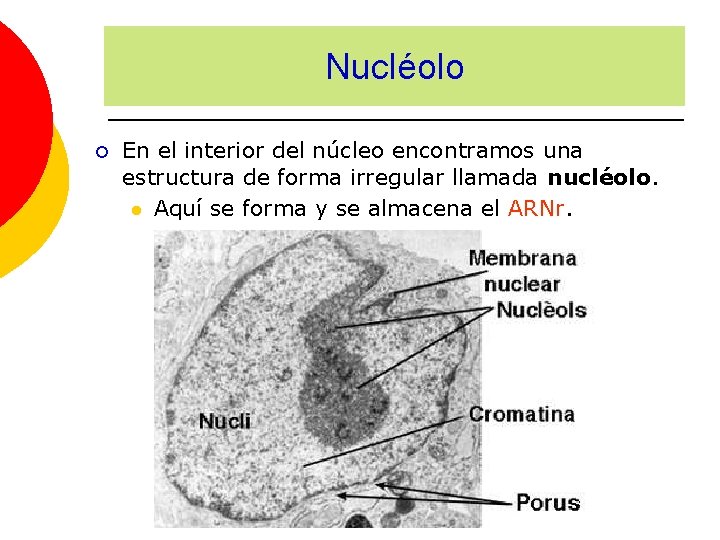 Nucléolo ¡ En el interior del núcleo encontramos una estructura de forma irregular llamada