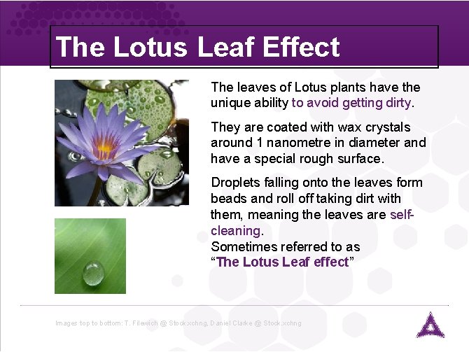 The Lotus Leaf Effect The leaves of Lotus plants have the unique ability to