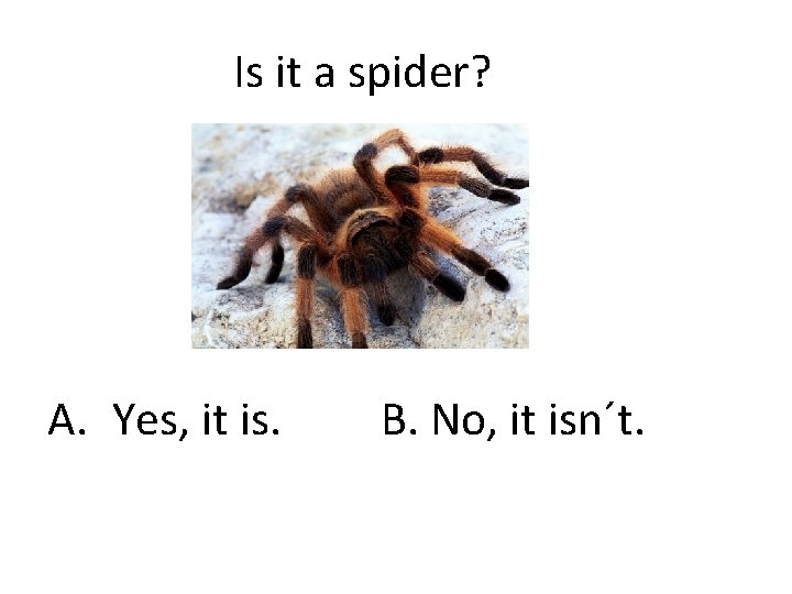 Is it a spider? A. Yes, it is. B. No, it isn´t. 