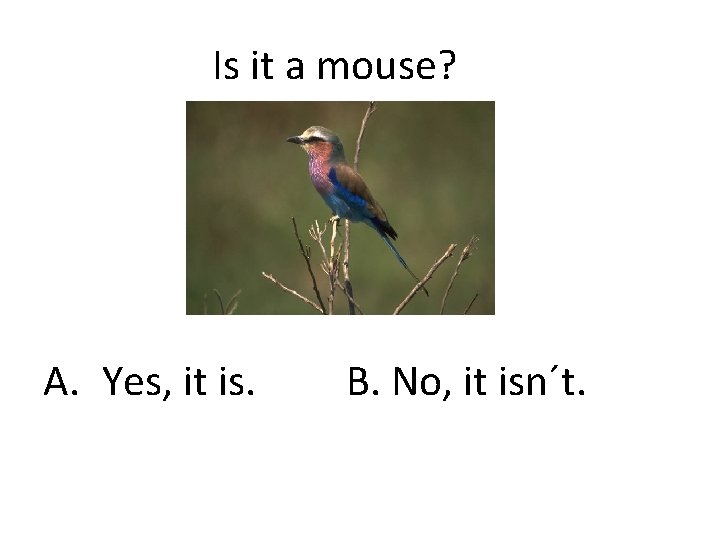 Is it a mouse? A. Yes, it is. B. No, it isn´t. 