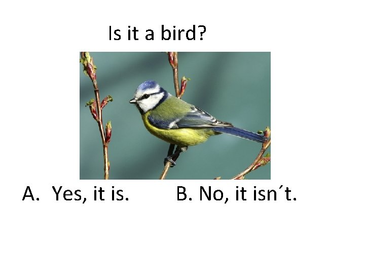 Is it a bird? A. Yes, it is. B. No, it isn´t. 