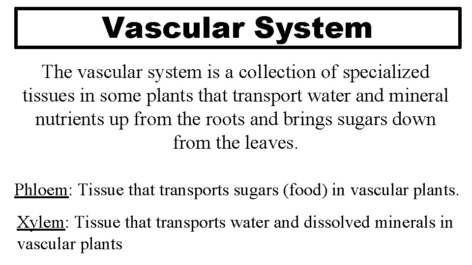 Vascular System The vascular system is a collection of specialized tissues in some plants Vascular System The vascular system is a collection of specialized tissues in some plants