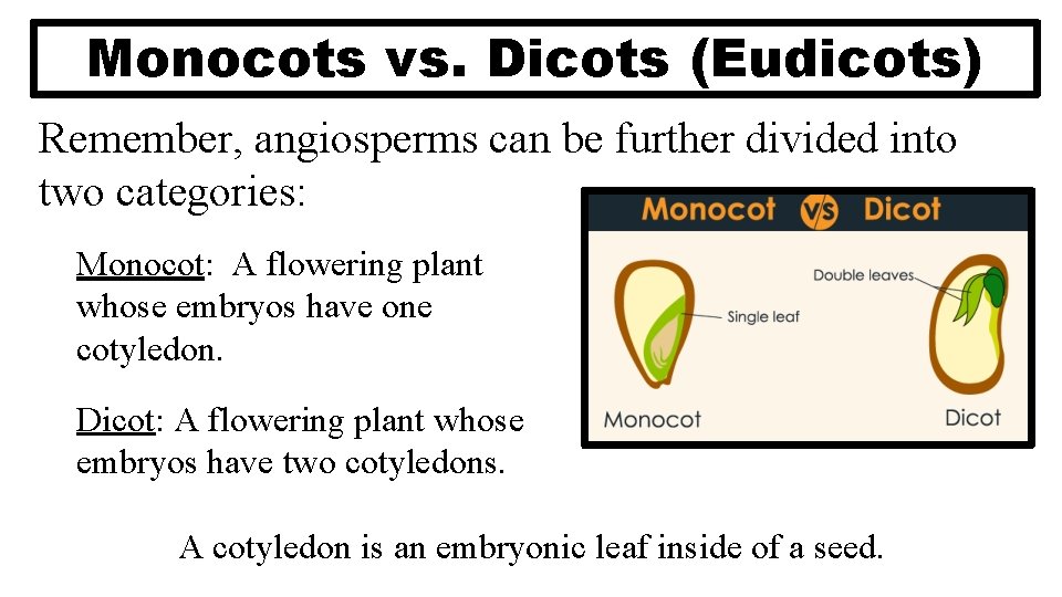 Monocots vs. Dicots (Eudicots) Remember, angiosperms can be further divided into two categories: Monocot: Monocots vs. Dicots (Eudicots) Remember, angiosperms can be further divided into two categories: Monocot: