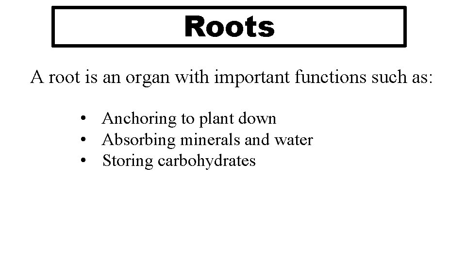 Roots A root is an organ with important functions such as: • Anchoring to Roots A root is an organ with important functions such as: • Anchoring to
