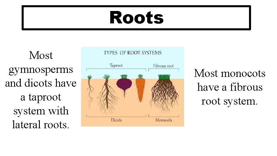Roots Most gymnosperms and dicots have a taproot system with lateral roots. Most monocots Roots Most gymnosperms and dicots have a taproot system with lateral roots. Most monocots