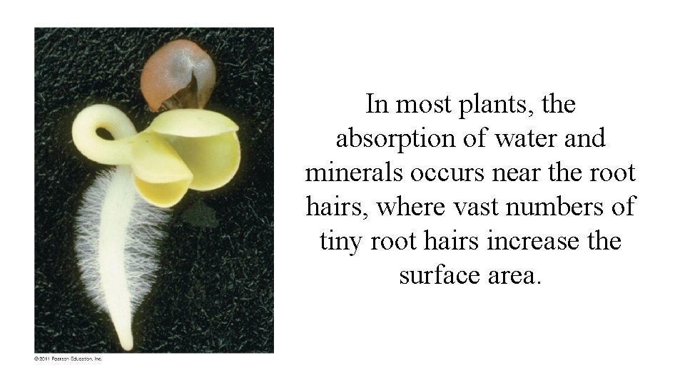 In most plants, the absorption of water and minerals occurs near the root hairs, In most plants, the absorption of water and minerals occurs near the root hairs,